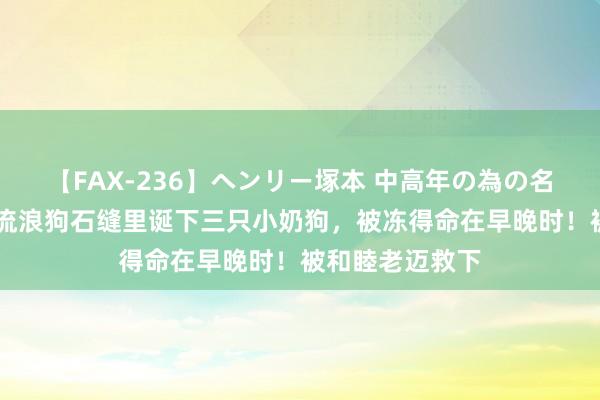 【FAX-236】ヘンリー塚本 中高年の為の名作裏ビデオ集 流浪狗石缝里诞下三只小奶狗，被冻得命在早晚时！被和睦老迈救下